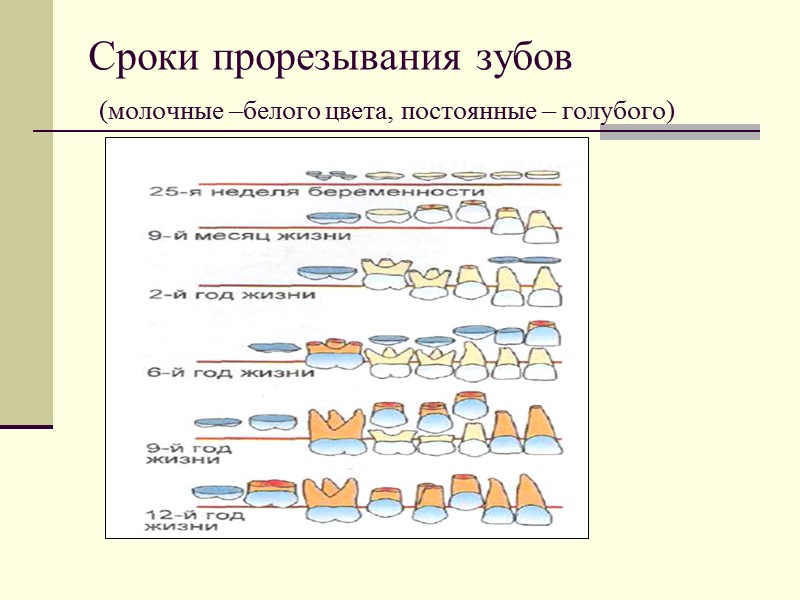 Сроки прорезывания зубов  (молочные –белого цвета, постоянные – голубого)